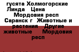 гусята Холмогорские, Линда › Цена ­ 250-550 - Мордовия респ., Саранск г. Животные и растения » Другие животные   . Мордовия респ.